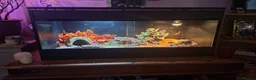 Leopard Gecko reptiles for sale: Leopard Gecko and Vivarium in Norwich - Advert 3