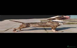 Bull Terrier dogs for sale: 💥 ENGLISH BULL TERRIERS   💥 - Image 14