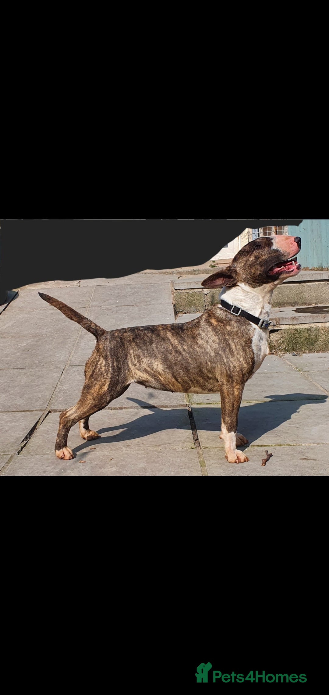 Bull Terrier dogs for sale: 💥 ENGLISH BULL TERRIERS   💥 - Image 14