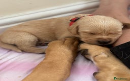 Goldador dogs for sale: Beautiful goldador puppies 3 boys available - Image 29