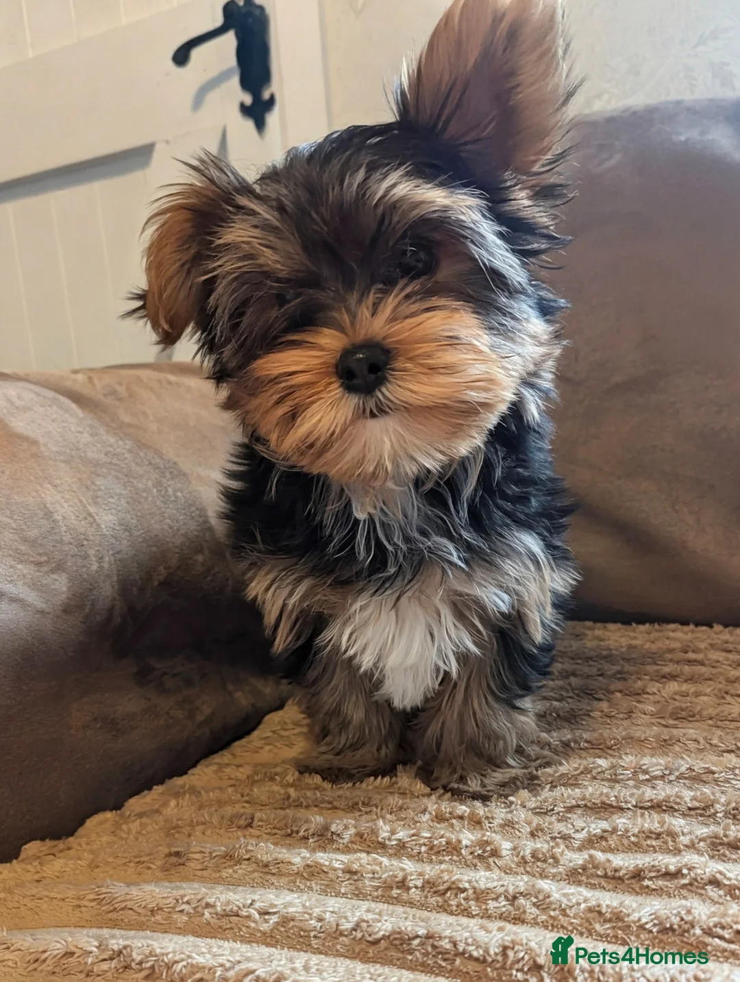 Yorkshire Terrier dogs for sale: Little bundles of joy available  - Advert 1