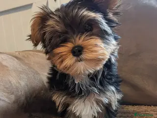 Yorkshire Terrier dogs Little bundles of joy available - Advert 5