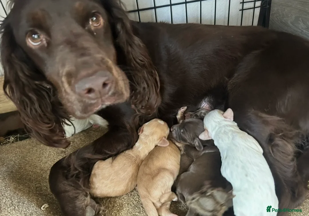 Cockapoo dogs for sale: Cockerpoo Puppies - Advert 2