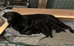Labrador Retriever dogs for sale: Black Labrador Retriever Puppies Gundog pedigrees - Image 3