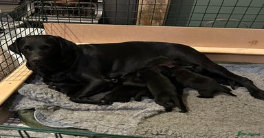 Labrador Retriever dogs - Advert 1