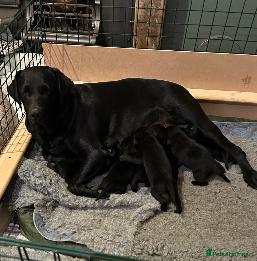 Labrador Retriever dogs for sale: Black Labrador Retriever Puppies Gundog pedigrees - Image 3
