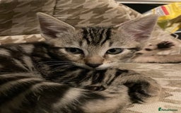 Bengal cats for sale: Cute and fluffy half Bengal kittens  - Image 16
