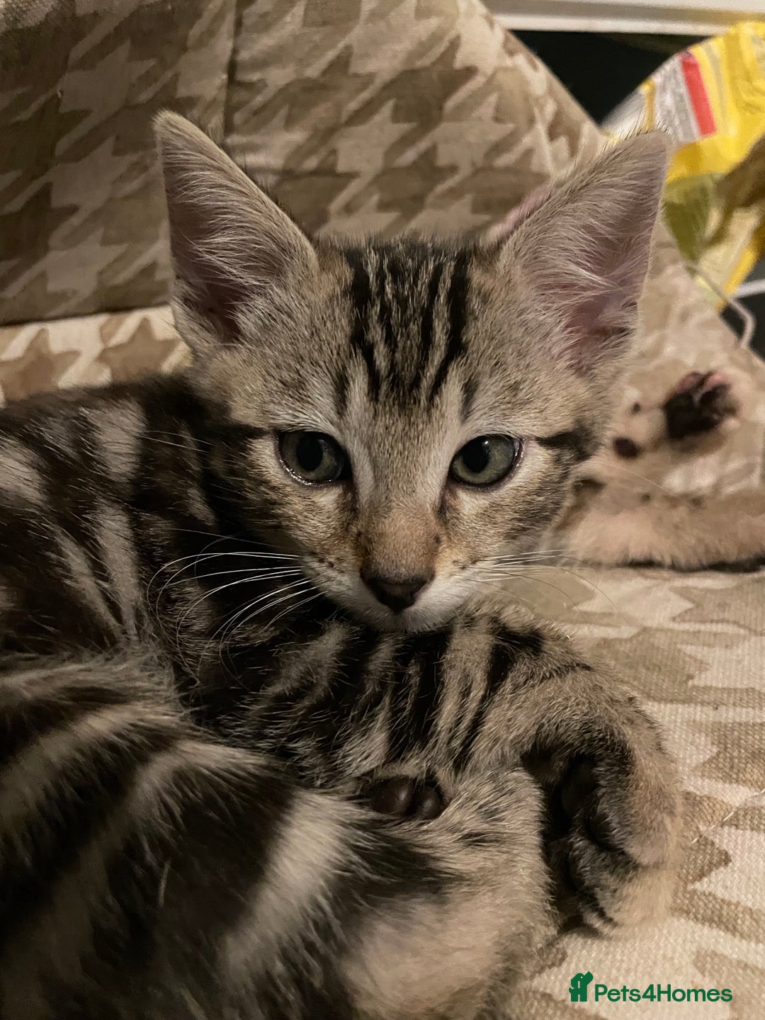 Bengal cats for sale: Cute and fluffy half Bengal kittens  - Image 16