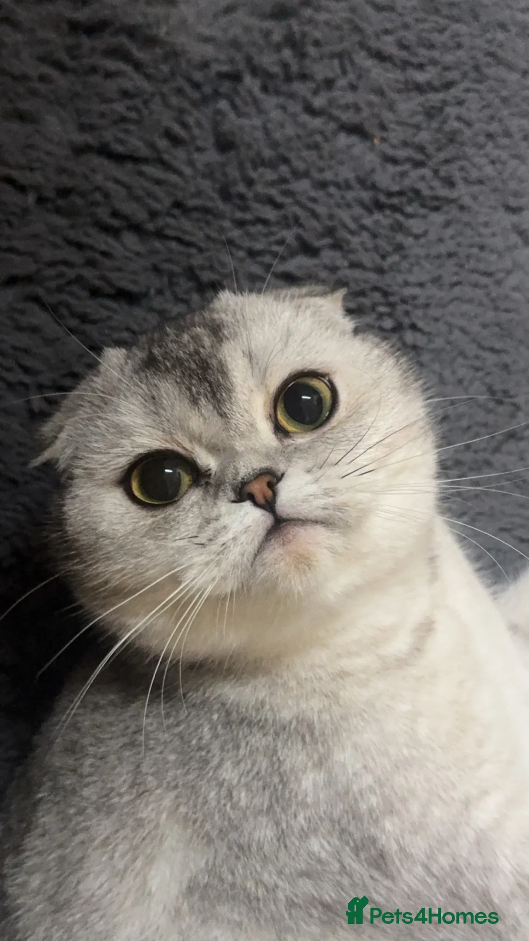 Scottish Fold cats for sale: 2 Year Old Scottish Fold Female - Advert 6