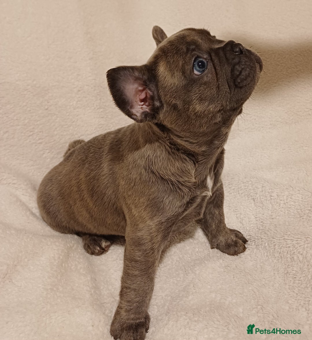 French Bulldog dogs for sale: Beautiful litter of amazing babies  - Advert 20