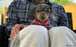 Miniature Dachshund dogs for sale: 🩷Tiny Babies Can’t wait to Go Home🩷 - Image 10