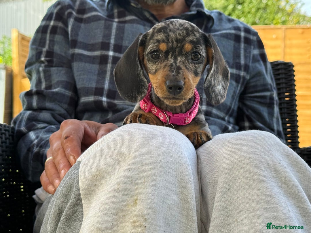 Miniature Dachshund dogs for sale: 🩷Tiny Babies Can’t wait to Go Home🩷 - Image 10