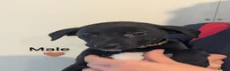 Lurcher dogs for sale: Whippet/Bedlington puppies (Lurcher) - Advert 9