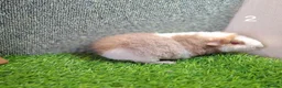 Guinea Pig rodents for sale: Attractive baby boy Guinea Pigs - Advert 8