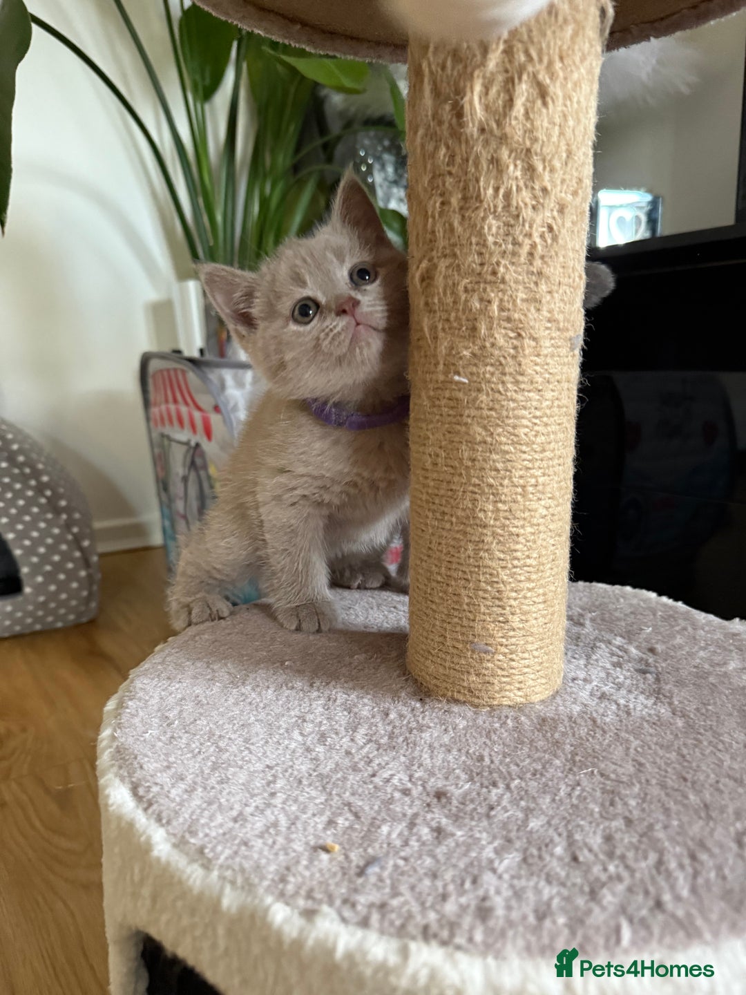 Scottish Fold cats for sale: Scottish straight - Image 18