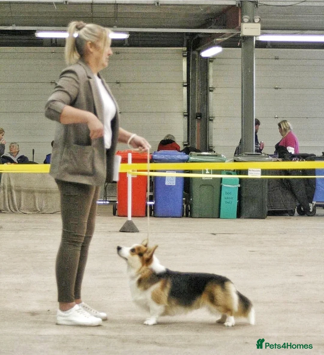 Welsh Corgi Pembroke dogs for stud: Kc reg Serbian import for stud in Blackwood - Advert 2