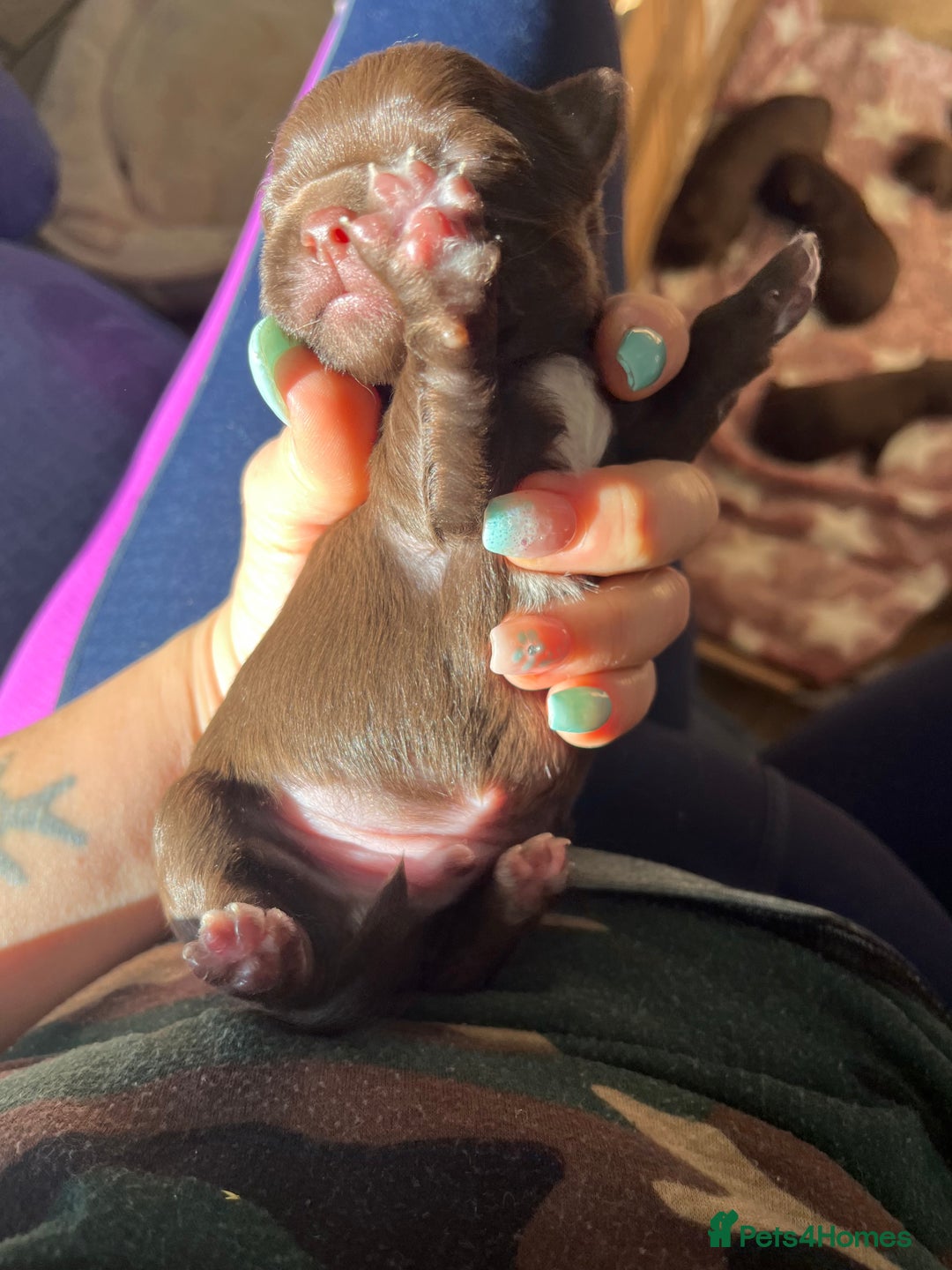 Chihuahua dogs for sale: Rare chocolate chihuahua puppies - Image 9