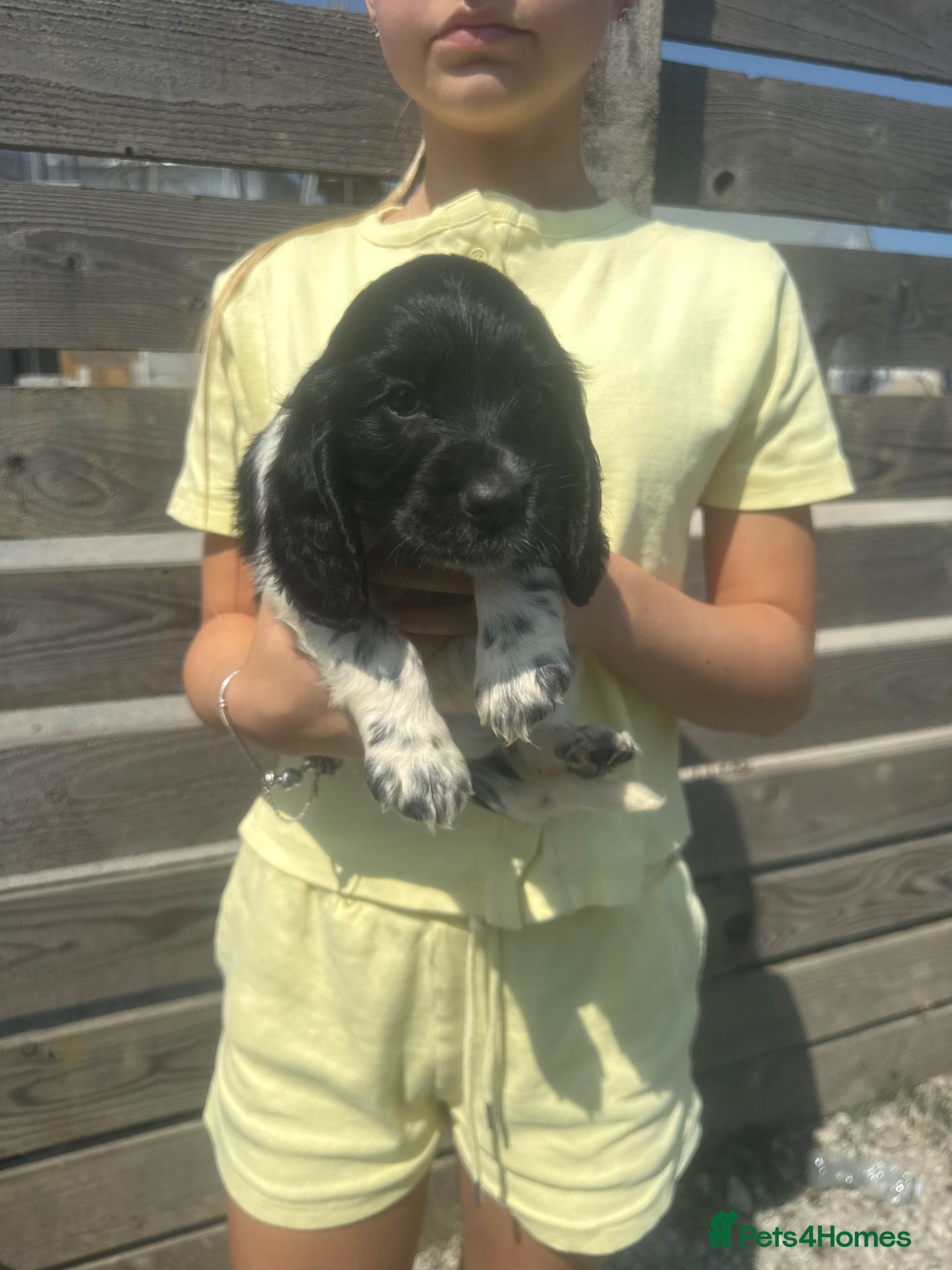Cocker Spaniel dogs Show type cocker spaniels  - Advert 1