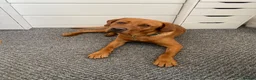 Labrador Retriever dogs for stud: Fox Red Labrador Available for Stud.  - Advert 9