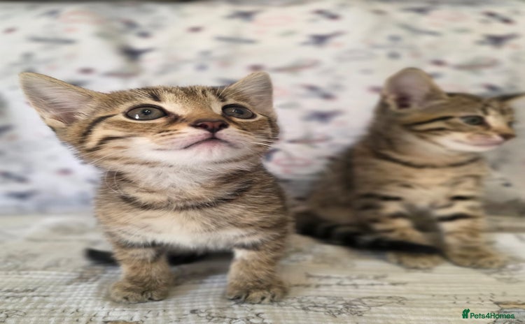 Maine Coon cats - Advert 12