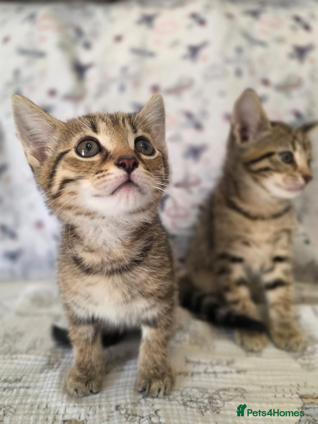 Maine Coon cats for sale: Maine coon x kittens - Image 1