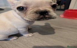 French Bulldog dogs for sale: French bulldog puppy's  - Image 7