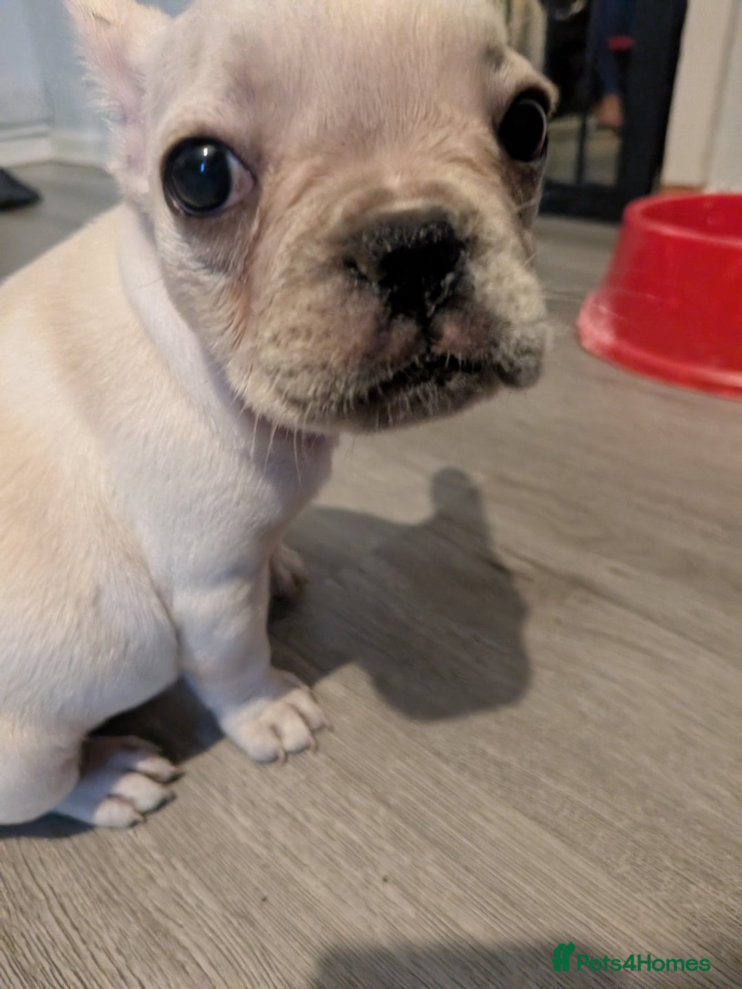 French Bulldog dogs for sale: French bulldog puppy's  - Image 7