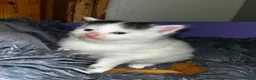 British Longhair cats for sale: Beautiful Kittens  - Advert 3