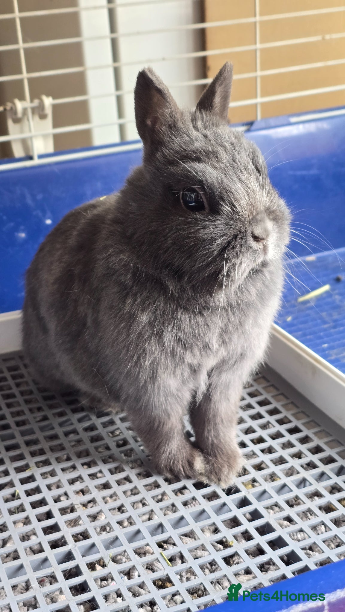 Netherland Dwarf rabbits Pure Netherland Dwarf for sale  - Advert 1