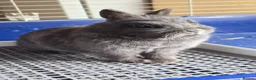 Netherland Dwarf rabbits for sale: Pure Netherland Dwarf for sale  in Dunstable - Advert 1