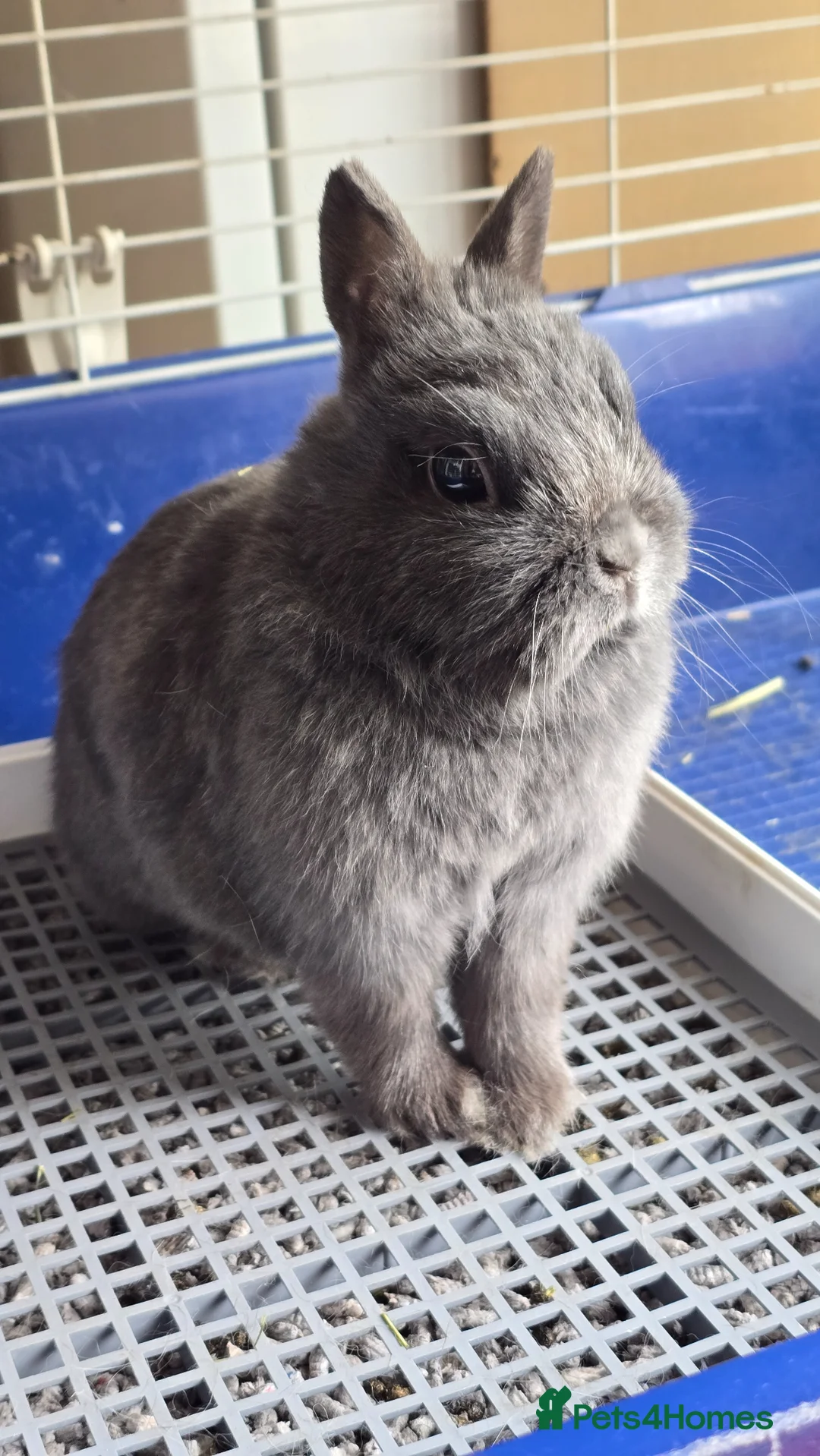 Netherland Dwarf rabbits for sale: Pure Netherland Dwarf for sale  in Dunstable - Advert 1