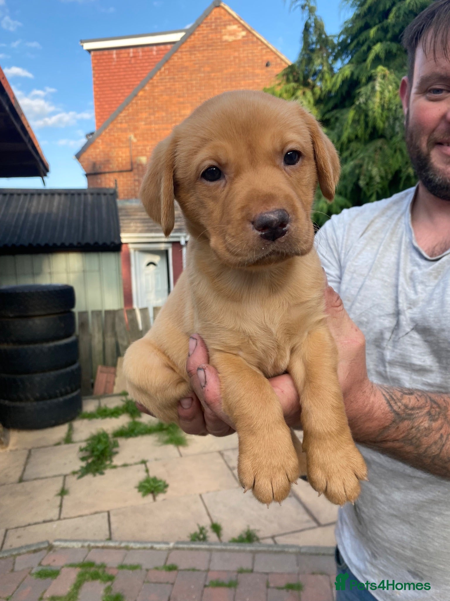 Labrador Retriever dogs Exceptional Field Trial Champion Lines KC Lab Pups - Advert 2