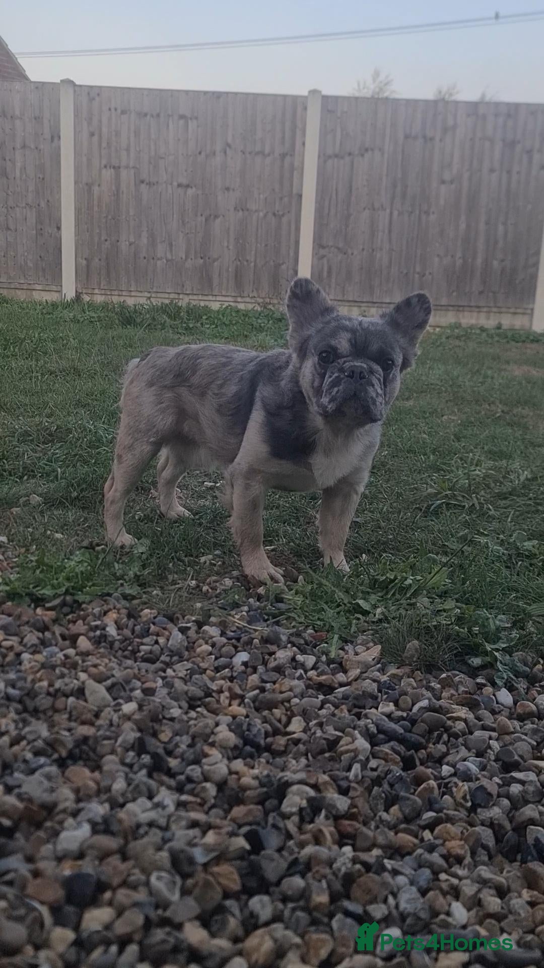 French Bulldog dogs ♟️ Cheque Mate – Elite Fluffy Frenchie Stud ✨ - Advert 23