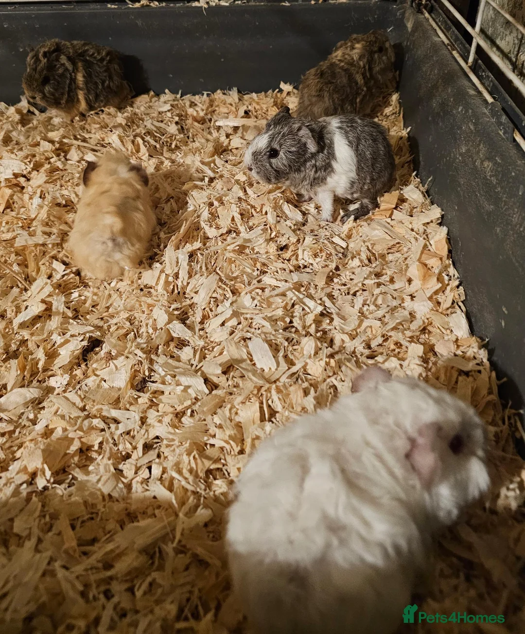 Guinea Pig rodents for sale: Gorgeous baby guinea pigs available  - Advert 2