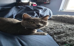 Domestic Shorthair cats for sale: Beautiful kittens. - Image 5