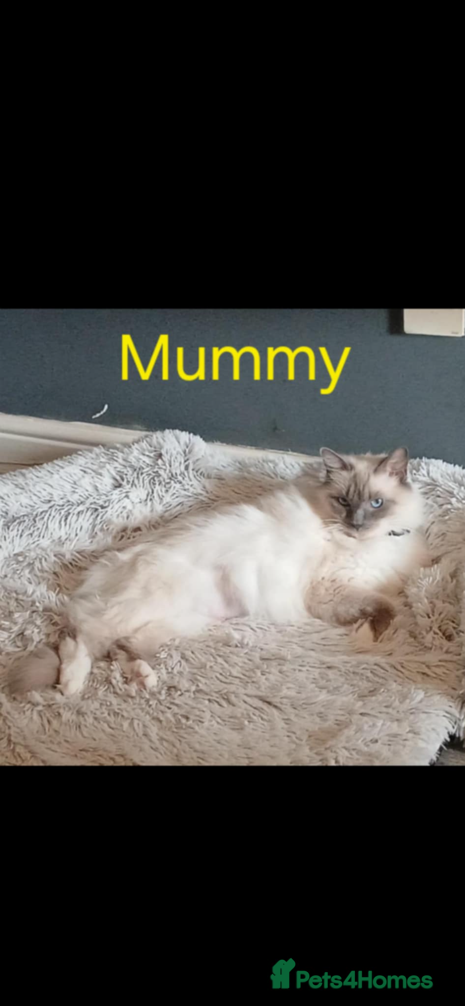Mixed Breed cats 5 Beauitiful Ragdoll/Bengal kittens  - Advert 1