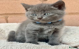 British Shorthair cats for sale: 5. british Blue Cross kittens - Image 10