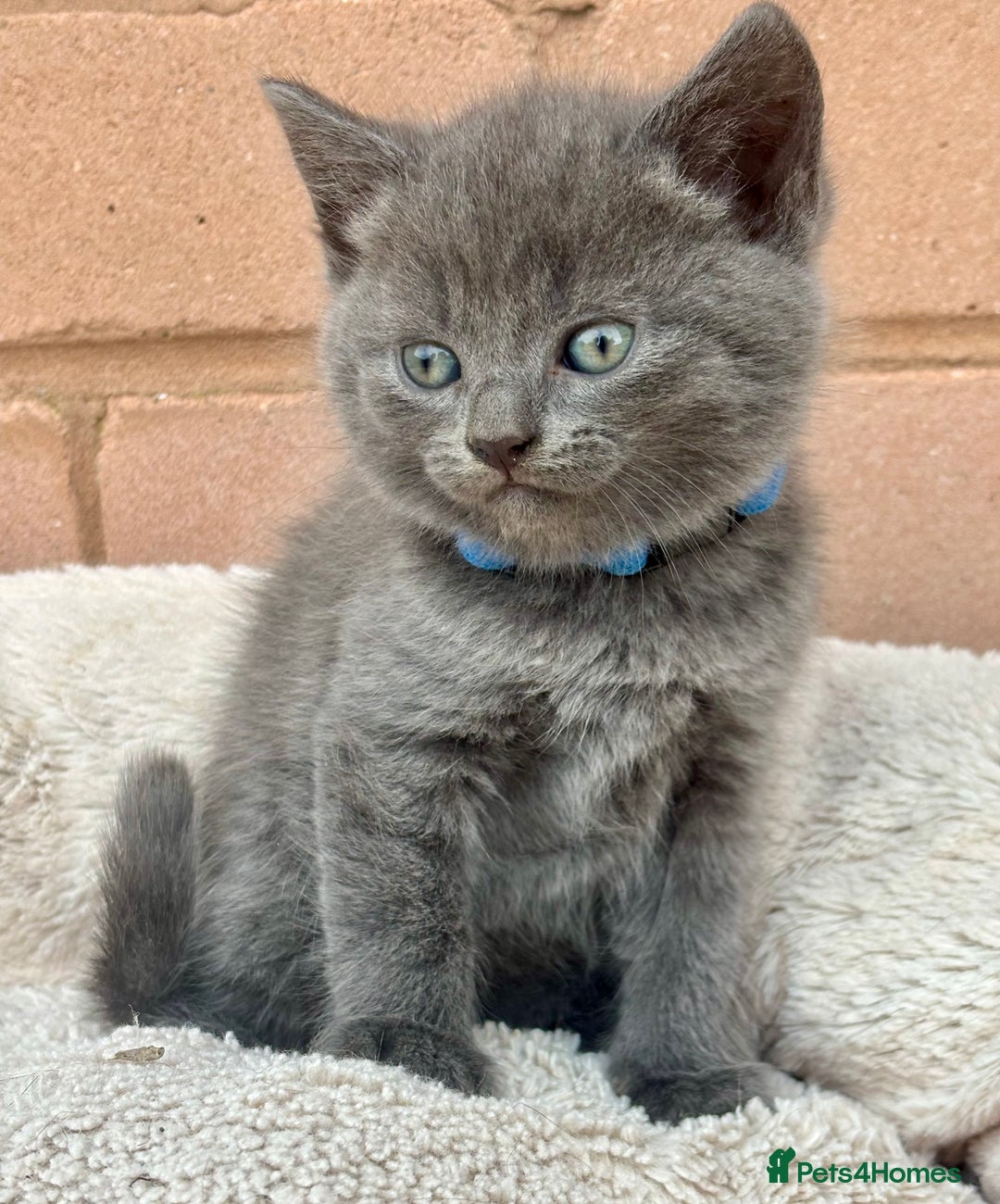 British Shorthair cats for sale: 5. british Blue Cross kittens - Image 10