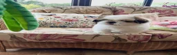 Shih Tzu dogs for sale: Lovely male Shih Tzu  - Advert 3