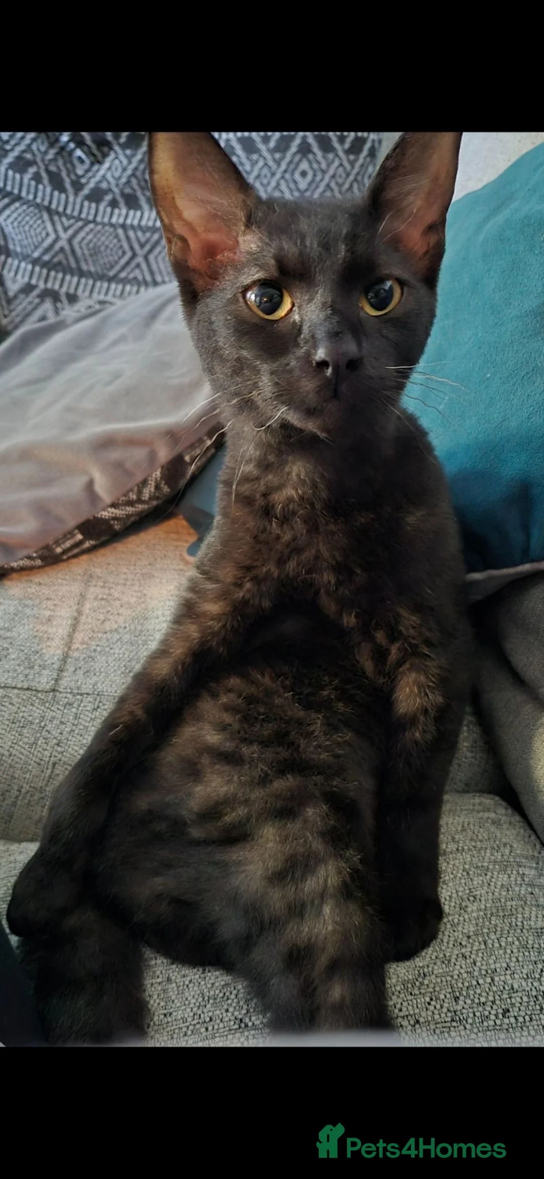 Mixed Breed cats for sale: 5 female kittles  - Advert 1