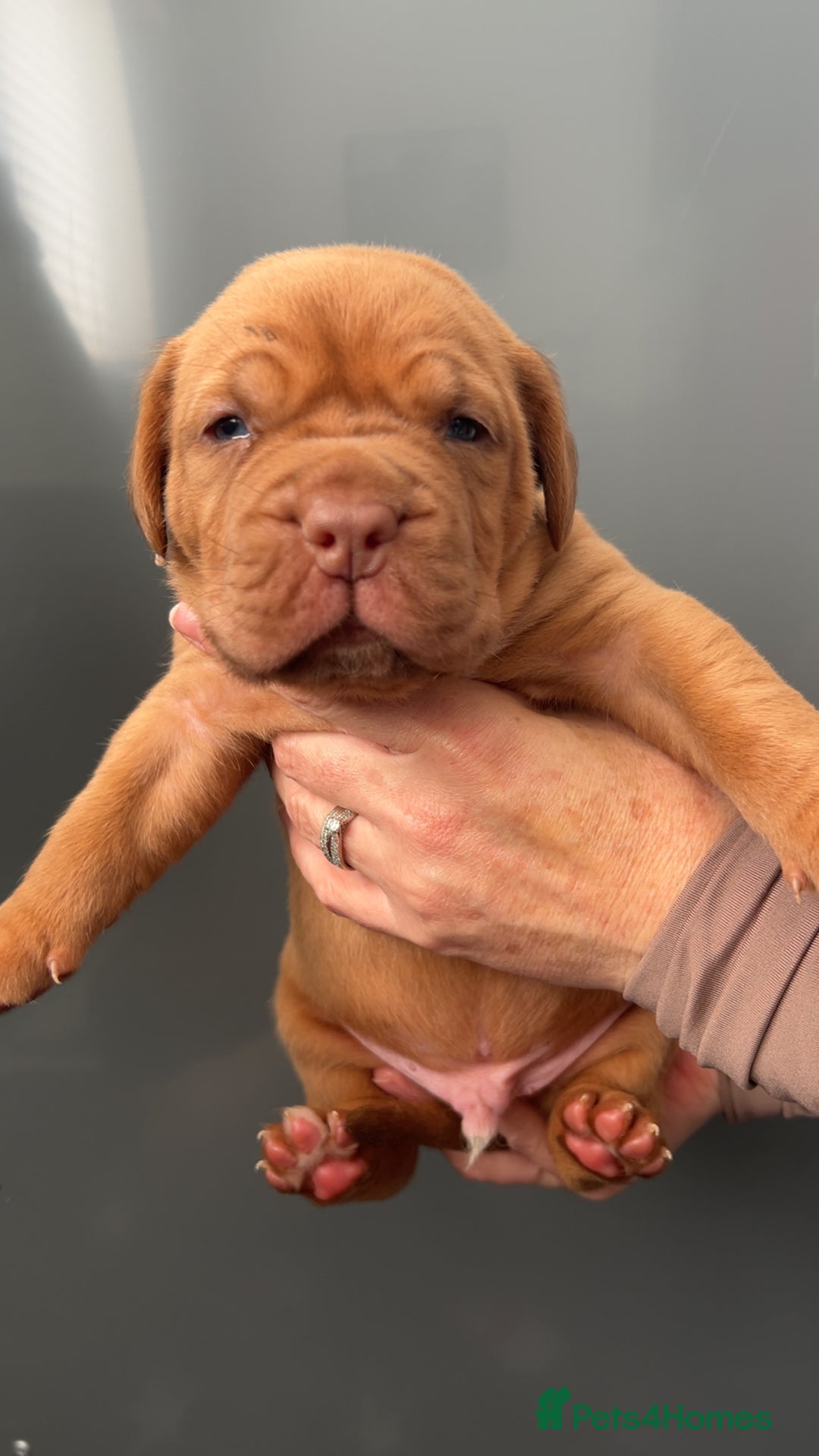 Dogue De Bordeaux dogs for sale: Chunky kc registered dogue de Bordeaux puppies - Advert 32