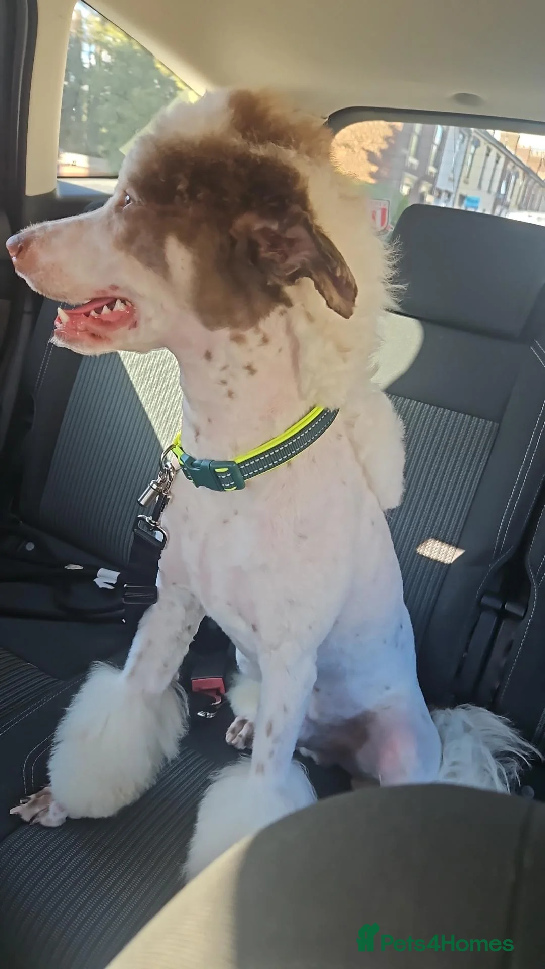 Bordoodle dogs for sale: Rehoming of 8 month old puppy  in Stoke-on-Trent - Advert 2