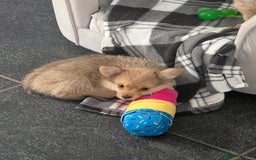 Mixed Breed dogs for sale: X2 Dauchshund/ Pomeranian pups - Image 8