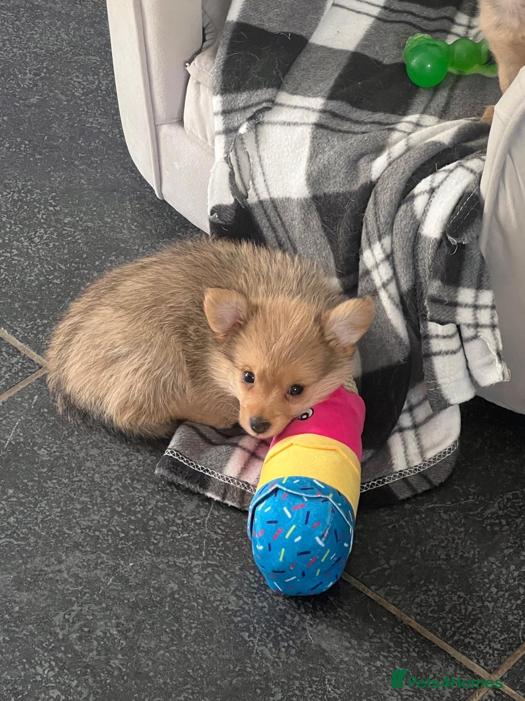 Mixed Breed dogs for sale: X2 Dauchshund/ Pomeranian pups - Image 8