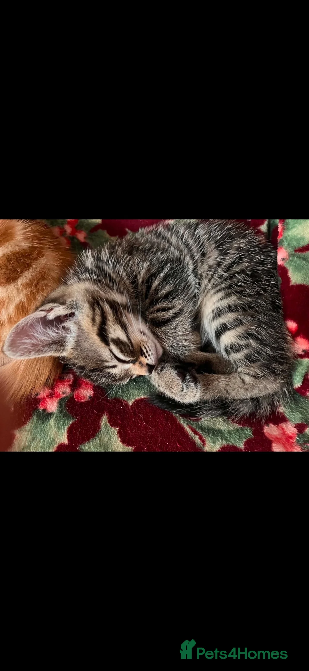 Mixed Breed cats for sale: 11 week old female kitten - Advert 2