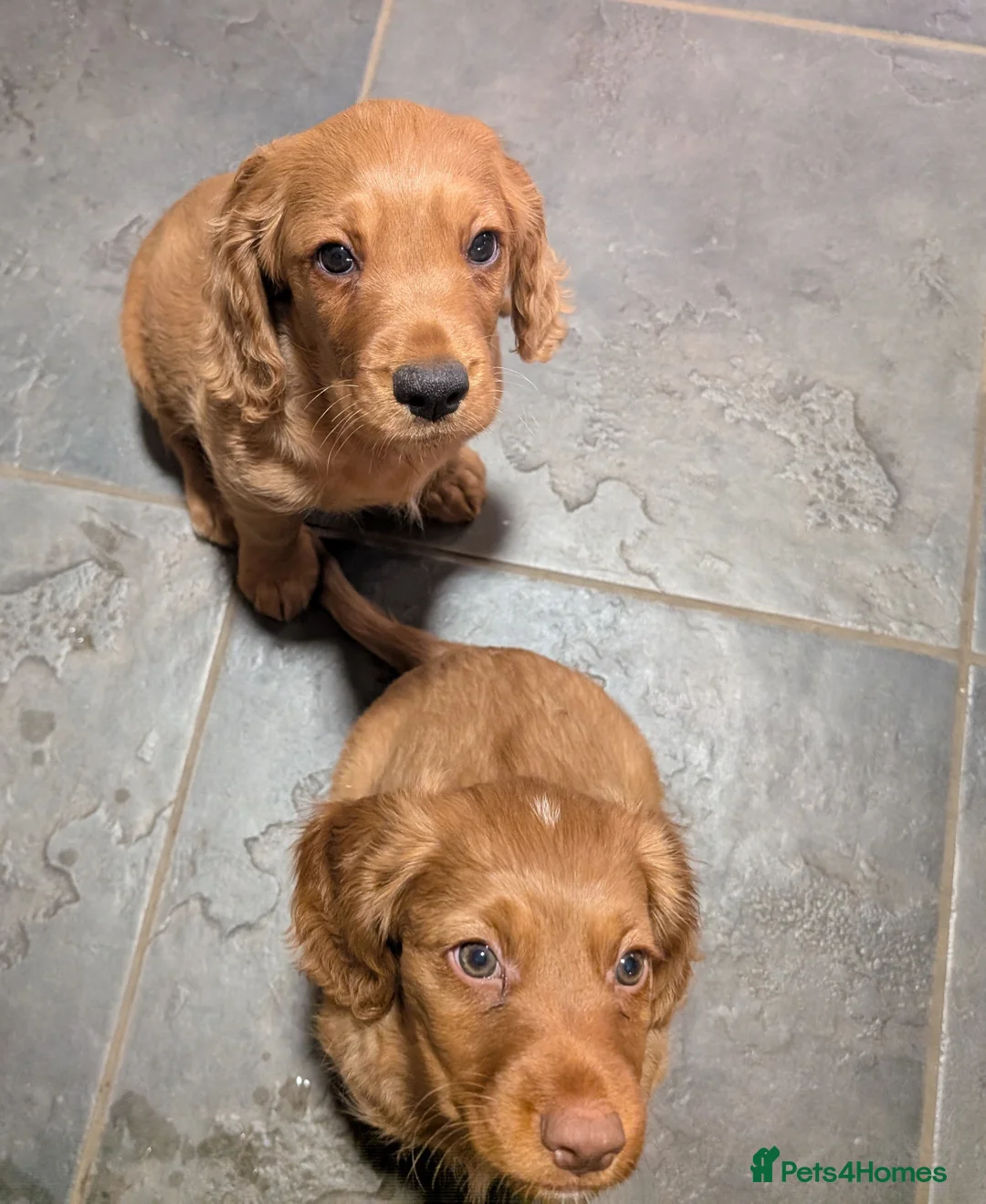 Cocker Spaniel dogs for sale: 👀🥇Pedigree golden cocker spaniel puppies 🏆 - Advert 2