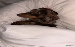 Dachshund dogs for sale: Dachshund for rehoming  - Advert 4