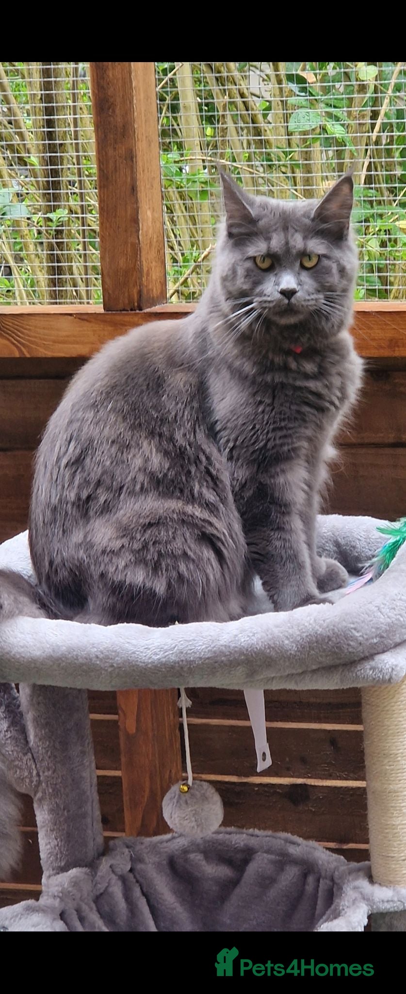 Maine Coon cats Stunning maine coon full pedigree kittens - Advert 1