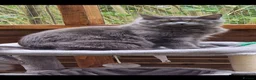 Maine Coon cats for sale: Stunning maine coon full pedigree kittens - Advert 1