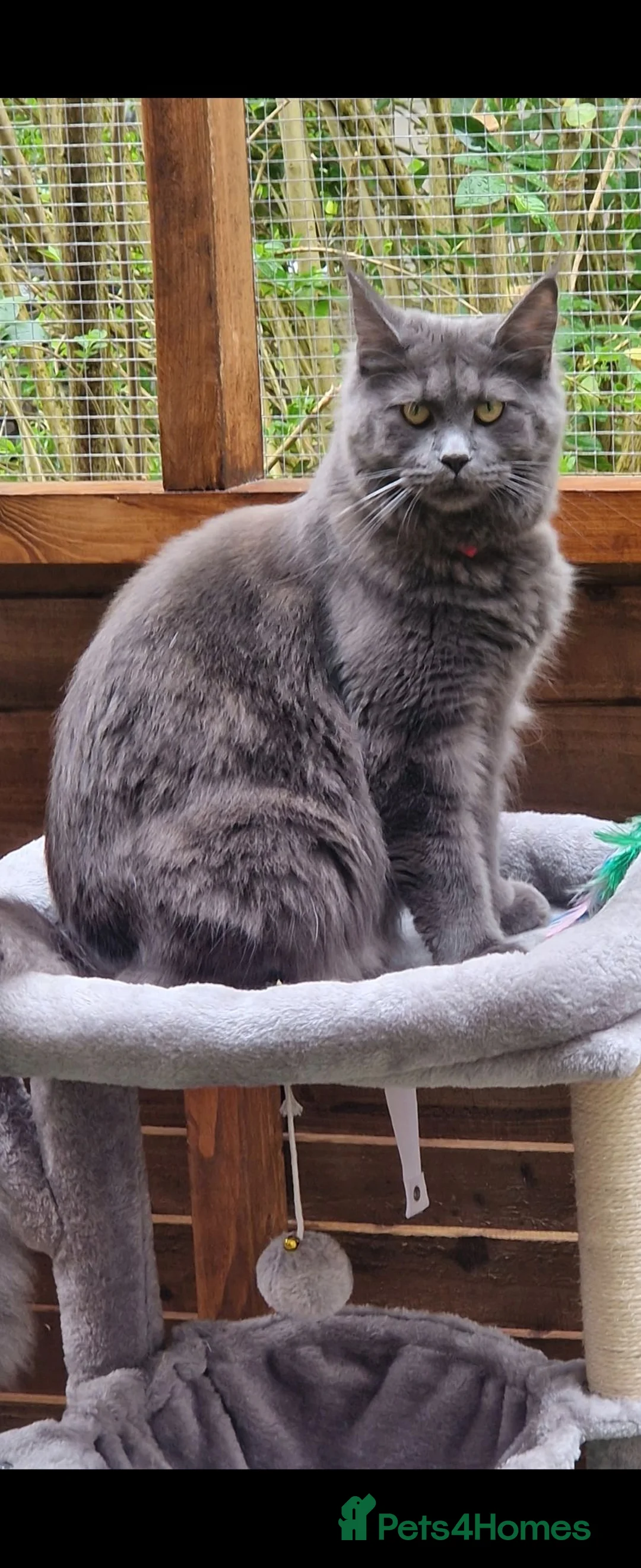 Maine Coon cats for sale: Stunning maine coon full pedigree kittens - Advert 1